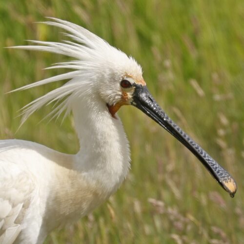 2.Vogel-Safari-natures-gift-duurzaam-cadeau-sustainable-gift-card-duurzaamheid-natuur-geschenk-gifts-impact