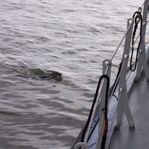 5.Rif-engelsmanplaat-tocht-wadden