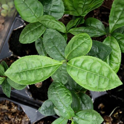 6tea6-thee-ceremonie-tea-tasting-natures-gift-belevenis4