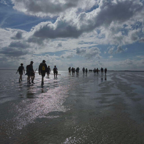 WaddenSchierdag12-Resized