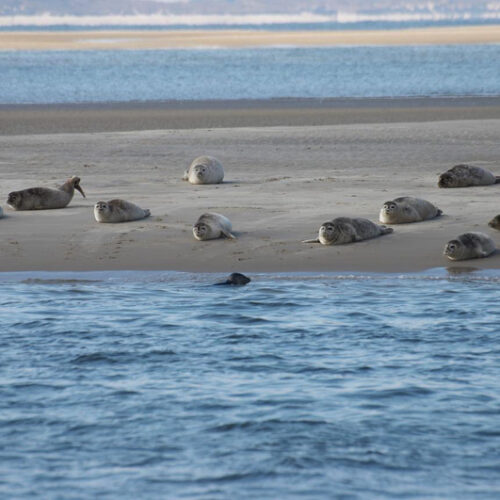 WaddenSchierdag8-Resized