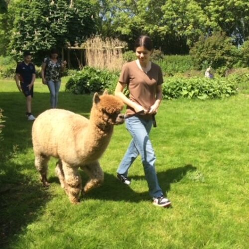 alpaca-experience-doenkado-belevenis-dagjeweg-dagjeuit-cadeau