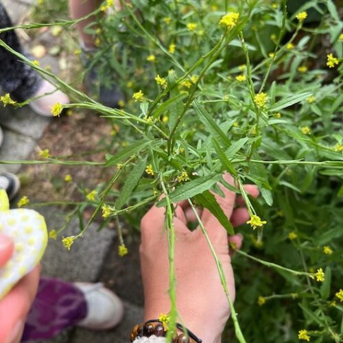 doenkado-natures-gift-cadeau-belevenis-eropuit-natuur-meditatie-medicinale-planten2