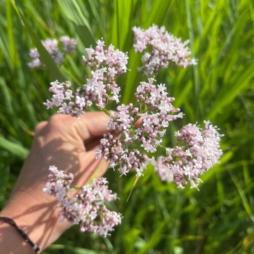 doenkado-natures-gift-cadeau-belevenis-eropuit-wildplukwandeling-natuur3